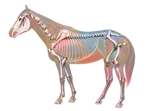 Anatomy of the horse with its bone system.