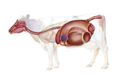 Anatomy of the digestive system in the cow.