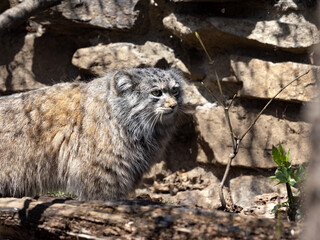 Obraz na płótnie Canvas The Pallas´ cat, Otocolobus manul, is one of the most beautiful felines