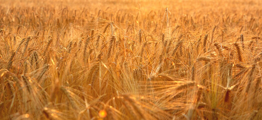Agriculture landscape with ears of golden and young green wheat Rural summer background scene under sunlight. Close up
