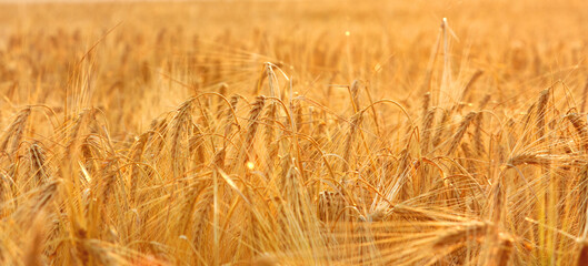 Wheat Rye Field, Ears of wheat close up. Harvest and harvesting concept. Ripe barley on the field on late summer morning time, sunrise backlight, shallow depth of the field
