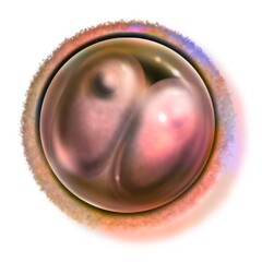 Two-cell embryo (30 hours after fertilization): stage.