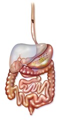 Digestive system with esophagus stomach duodenum small intestine.