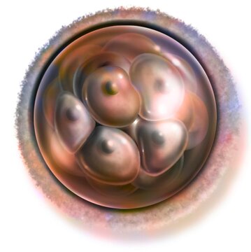 16 cell embryo (4 days after fertilization): morula stage.