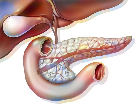 Anatomy of the pancreas in anterior view with gallbladder and common.