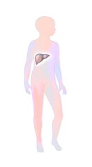 Naklejka premium Localization of the liver in a child's silhouette.