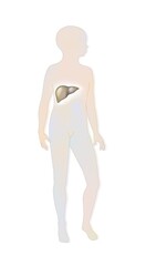 Fototapeta premium Localization of the liver in a child's silhouette.