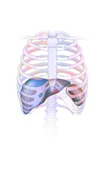 Thorax with the rib cage (ribs sternum..) Liver and spleen. - obrazy, fototapety, plakaty