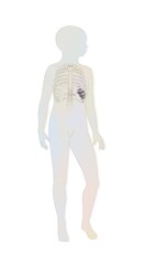 Location of the spleen and rib cage in a child's silhouette.