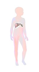 Fototapeta premium Location of the liver and spleen in a child's silhouette.