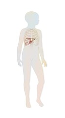 Location of the liver and rib cage in a child's silhouette.