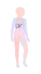 Location of the liver and rib cage in a child's silhouette.