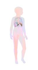 Location of the spleen rib cage and liver in a child's silhouette.