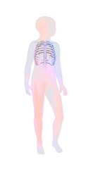 Location of the rib cage in a child's silhouette.