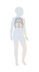 Location of the rib cage in a child's silhouette.