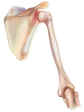 Shoulder and the bones that constitute it: the scapula the humerus.