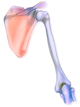 Shoulder and the bones that constitute it: the scapula the humerus.