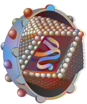 Hepatitis C Virus With Viral DNA A Capsid Made Up Of Capsomeres.