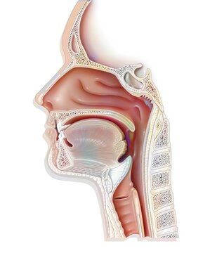 Upper airways showing the larynx epiglottis.