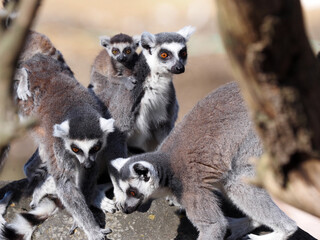 Group of females Ring-tailed Lemur, Lemur catta, playing with cub.