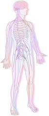 Silhouette with the nervous system consisting of the central.