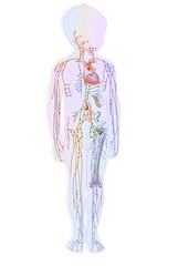 Lymphatic system in children with lymph vessels and nodes.