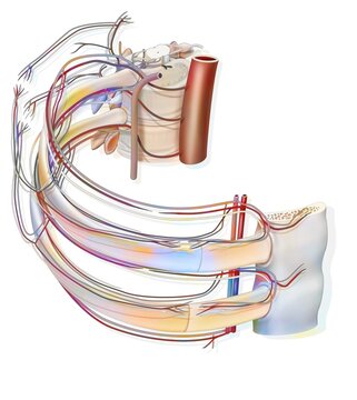 Intercostal space with blood vessels and nerves.