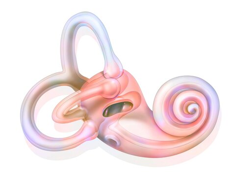 Anatomy of the inner ear showing the macule.
