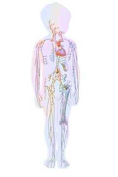 Lymphatic System In Children With Lymph Vessels And Nodes.