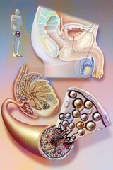 Male genitalia. Medicine andrology genital system