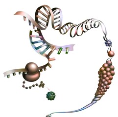 Detail representing the synthesis of a protein from messenger RNA. - obrazy, fototapety, plakaty