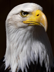 Portrait of an adult Bald Eagle, Haliaeetus leucocephalus,