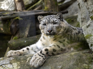 Obraz premium A snow leopard, Panthera uncia, observes the surroundings