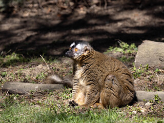 Red-fronted Lemur, Eulemur fulvus rufus, another of the many representatives of the Madagascar...