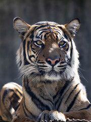 Portrait of a young female Sumatran Tiger, Panthera tigris sumatrae.