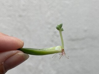 Baby succulent plant with roots sprout from a single succulent leaf with selective focus and blur...