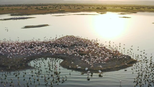 A beautiful drone flying over an island standing on a lake with many pink flamingo birds. A beautiful drone flying over an island standing on a lake with many pink flamingo birds. Aerial shot Tanzania