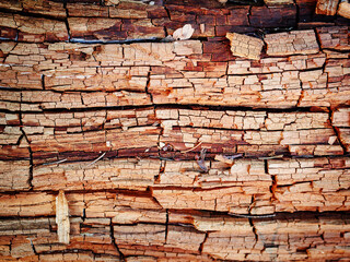 Tree trunk wood texture with pine needlles, dry leaves and scratches © Marija Crow