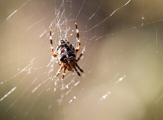 Eine Kreuzspinne in ihrem Netz, Nahaufnahme einer Kreuzspinne.