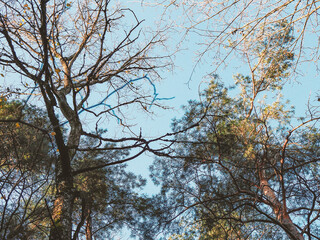 Leafless trees branches on blue sky background