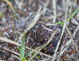 Eine Wolfsspinne , Pardosa spec., Spinne auf dem Boden eines Waldes.
