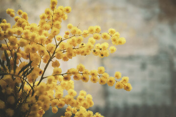 Mimosa yellow flufffy flowerson window sill on pale background