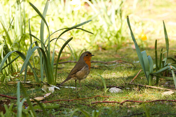 bird on the grass