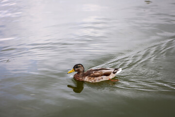 Stockente in einem Teich. Die Stockente ist eine Vogelart und gehört zu den Entenvögeln.
