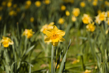 Fototapeta premium daffodils in spring