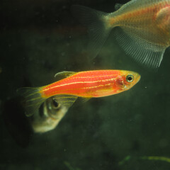 orange fish in a tank, close up shot of a fish with black background