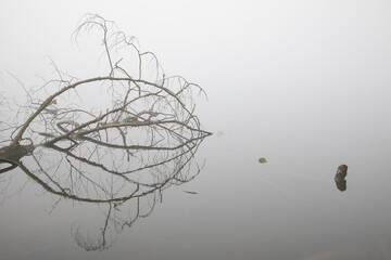 Trees in a foggy lake