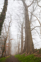 Trees in a misty park