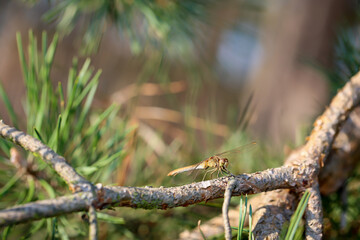 Portrait einer Libelle im Sommer in der freien Natur.
