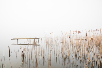 reeds in the foggy lake